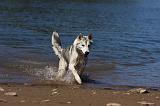 SIBERIAN HUSKY 567